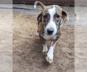 Bagle Hound Dogs for adoption in El Cajon, CA, USA
