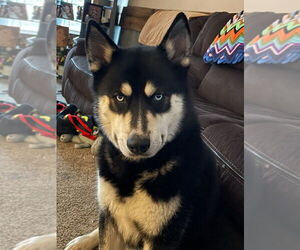 Siberian Husky Dogs for adoption in Fairfield, IL, USA