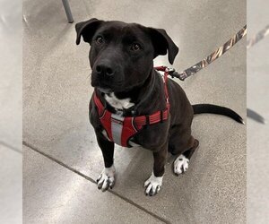 Mutt Dogs for adoption in Greenfield, IN, USA