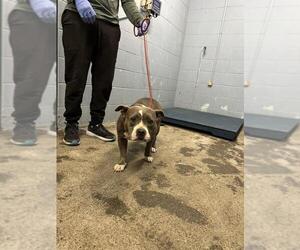 Staffordshire Bull Terrier Dogs for adoption in Woodland, CA, USA