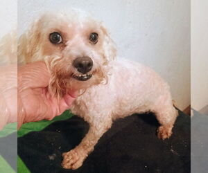 Maltese Dogs for adoption in Bonifay, MO, USA