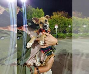 Mutt Dogs for adoption in danville, CA, USA
