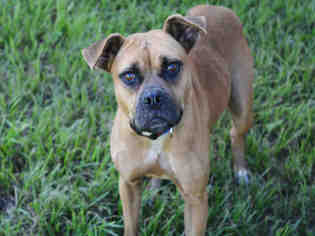 American Staffordshire Terrier-Boxer Mix Dogs for adoption in Fort Lauderdale, FL, USA