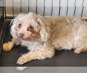 Maltese-Unknown Mix Dogs for adoption in Walnutport, PA, USA