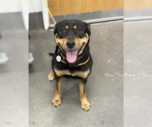 Rottweiler-Siberian Husky Mix Dogs for adoption in Forestville, MD, USA