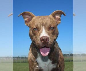 American Pit Bull Terrier Dogs for adoption in Natchitoches, LA, USA