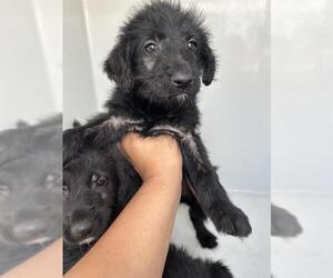 Labrador Retriever-Unknown Mix Dogs for adoption in Houston, TX, USA