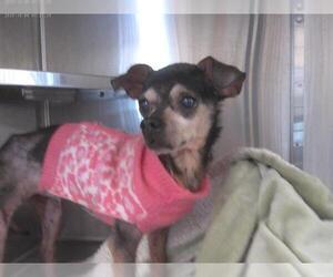 Chihuahua Dogs for adoption in Chula Vista, CA, USA