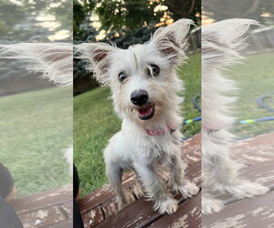 Mutt Dogs for adoption in New London, WI, USA