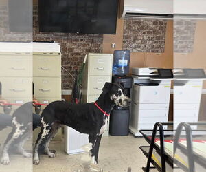 Great Dane Dogs for adoption in Bullard, TX, USA