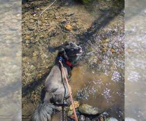 Mutt Dogs for adoption in Elmsford, NY, USA