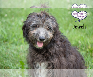 Aussiedoodle Miniature  Dogs for adoption in Lee's Summit, MO, USA