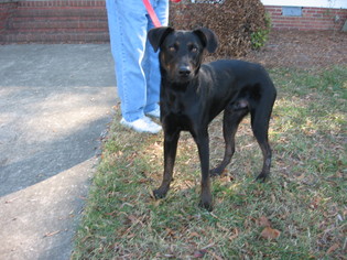 Small Labrador Retriever