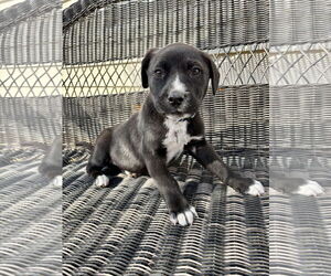 Medium Photo #7 Mutt Puppy For Sale in Holly Springs, NC, USA