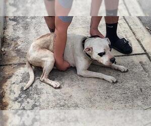 American Staffordshire Terrier-Unknown Mix Dogs for adoption in San Antonio, TX, USA