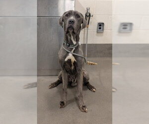 Great Dane-Unknown Mix Dogs for adoption in Forestville, MD, USA