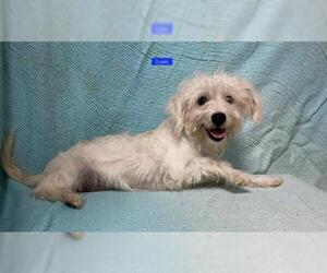 Maltese Dogs for adoption in Chester, IL, USA
