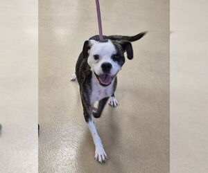 Boxer-Unknown Mix Dogs for adoption in Decatur, IL, USA