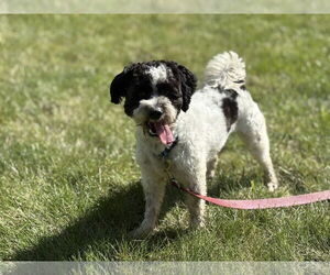 Shih-Poo Dogs for adoption in St. Cloud, MN, USA