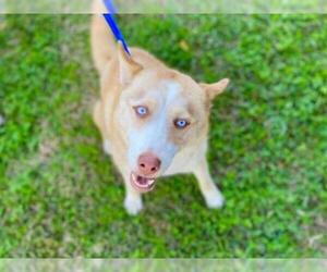 Siberian Husky Dogs for adoption in Sugar Land, TX, USA