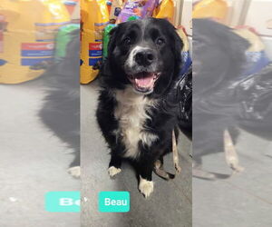 Border Collie Dogs for adoption in Richmond, IN, USA