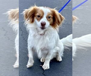 Papshund Dogs for adoption in Boston, MA, USA