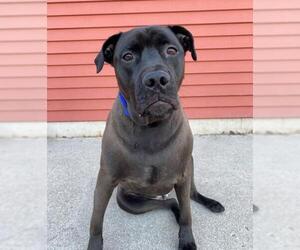 Mastiff Dogs for adoption in Fargo, ND, USA