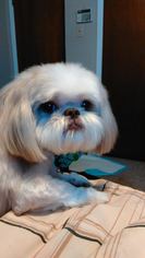 Medium Photo #1 Shih Tzu-Unknown Mix Puppy For Sale in Euless, TX, USA