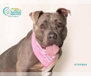 Bullypit Dogs for adoption in Camarillo, CA, USA