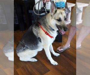 Medium Photo #218 German Shepherd Dog Puppy For Sale in Baltimore, MD, USA