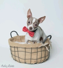 Chihuahua Dogs for adoption in Kenner, LA, USA