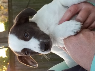 Jack Russell Terrier Dogs for adoption in Marrero, LA, USA