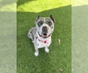 Catahoula Leopard Dog-Unknown Mix Dogs for adoption in Chula Vista, CA, USA