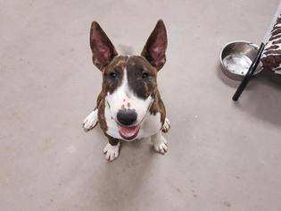 Bull Terrier Dogs for adoption in Littleton, CO, USA