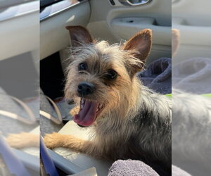 Mutt Dogs for adoption in Oakhurst, NJ, USA