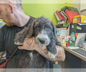 Poodle (Standard)-Unknown Mix Dogs for adoption in SHERBURNE, NY, USA