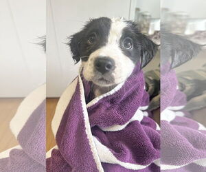 Borador Dogs for adoption in Tarrytown, GA, USA