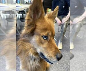 Siberian Husky-Unknown Mix Dogs for adoption in Anchorage, AK, USA