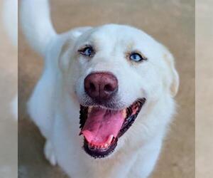 Pyrenees Husky Dogs for adoption in Fort Walton Beach, FL, USA
