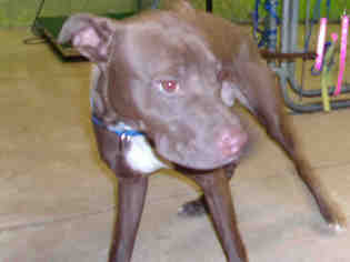 Medium Photo #1 Labrador Retriever-Unknown Mix Puppy For Sale in Green Cove Springs, FL, USA