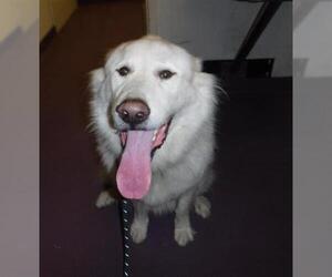 Great Pyrenees Dogs for adoption in Long Beach, CA, USA
