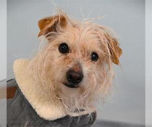 Cairn Terrier-Unknown Mix Dogs for adoption in Fort Collins, CO, USA