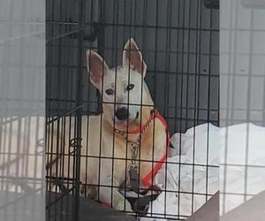 Australian Shepherd-Siberian Husky-Bull Terrier Mix Dogs for adoption in Winston Salem, NC, USA