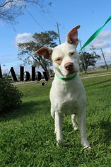 American Pit Bull Terrier-Unknown Mix Dogs for adoption in Lake Jackson, TX, USA