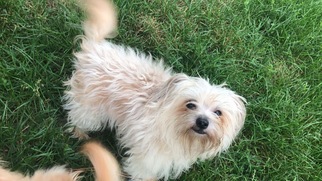 Maltese Dogs for adoption in Littleton, CO, USA