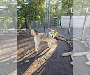 Huskies -Unknown Mix Dogs for adoption in Incline Village, NV, USA
