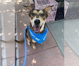 Mutt Dogs for adoption in La Verne, CA, USA