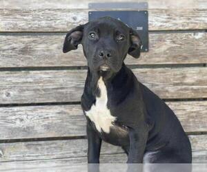 Labrador Retriever Dogs for adoption in Tulsa, OK, USA