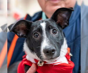 Mutt Dogs for adoption in Mundelein, IL, USA