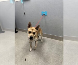 German Shepherd Dog-Unknown Mix Dogs for adoption in Las Vegas, NV, USA